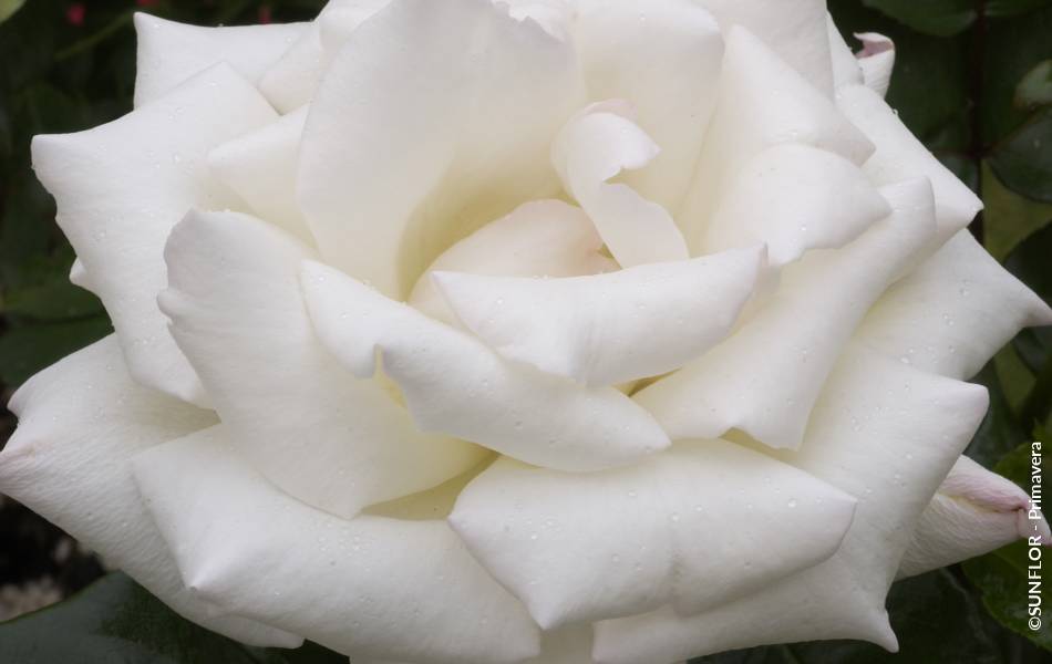 ©SUNFLOR - Primavera